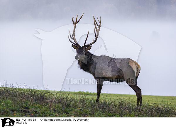 Altai elk / PW-16358