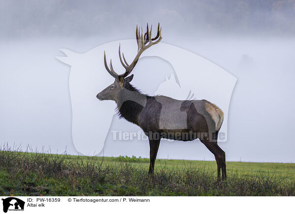 Altai-Maral / Altai elk / PW-16359