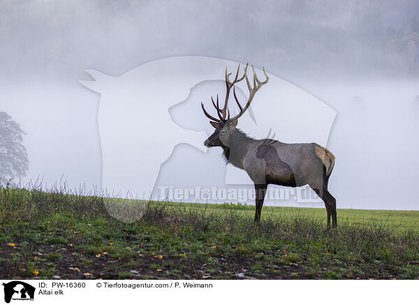 Altai-Maral / Altai elk / PW-16360