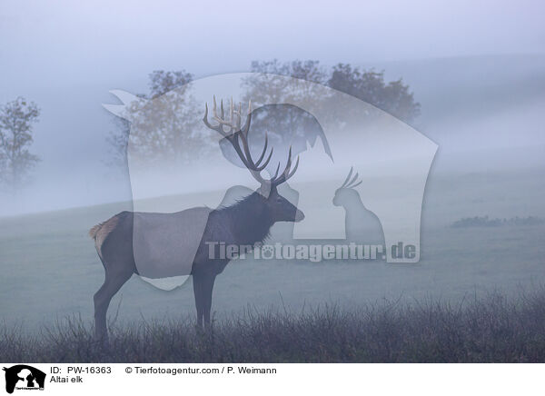 Altai-Maral / Altai elk / PW-16363