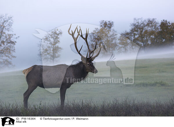 Altai elk / PW-16364