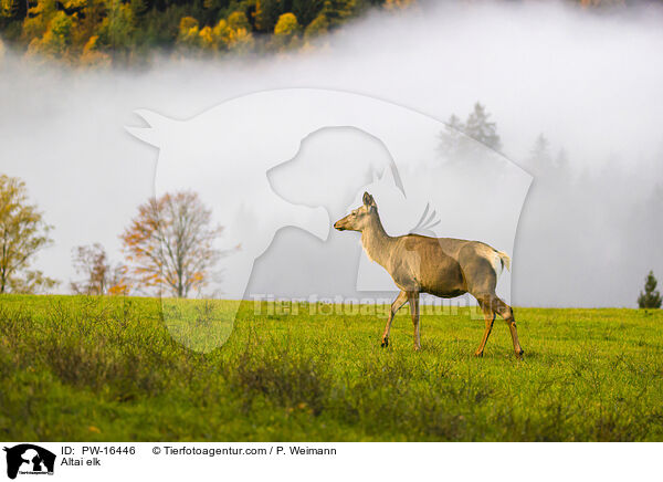 Altai-Maral / Altai elk / PW-16446