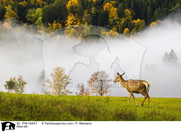 Altai-Maral / Altai elk / PW-16447