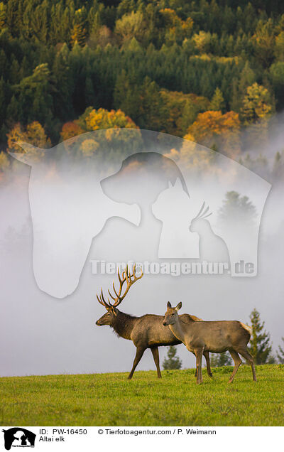 Altai-Maral / Altai elk / PW-16450