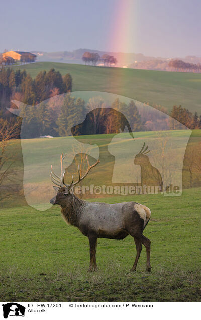 Altai elk / PW-17201