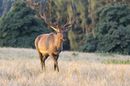 Altai elk