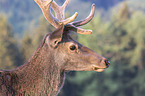 Altai elk