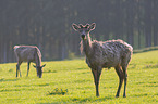 Altai elks