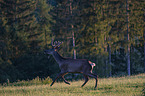 running Altai Wapiti