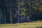 running Altai Wapiti