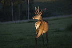 standing Altai Wapiti