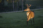 standing Altai Wapiti