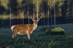 standing Altai Wapiti