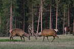 Altai Wapiti