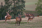 Altai Wapiti