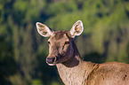 Altai Wapiti