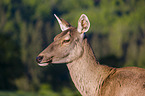 Altai Wapiti