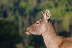 Altai Wapiti