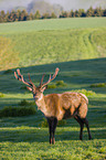 Altai Wapiti