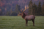 Altai-Maral,