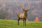 Altai-Maral,