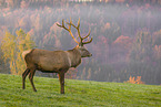 Altai-Maral,