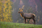 Altai-Maral,