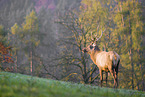 Altai-Maral,