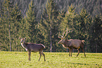 Altai Wapitis