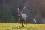 Altai Wapiti