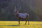 Altai Wapiti