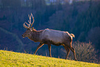 Altai Wapiti