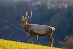 Altai Wapiti