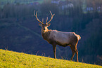 Altai Wapiti