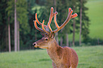 Altai Wapiti