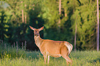 Altai Wapiti