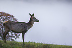 Altai elk