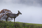 Altai elk