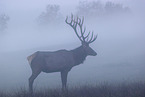 Altai elk