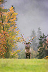 Altai elk