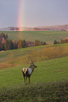 Altai elk