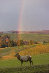 Altai elk