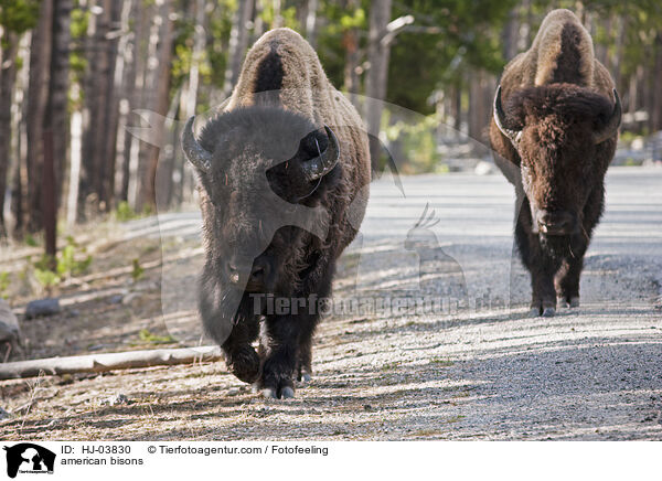 Amerikanische Bisons / american bisons / HJ-03830