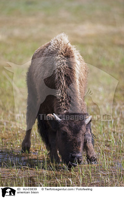 american bison / HJ-03839