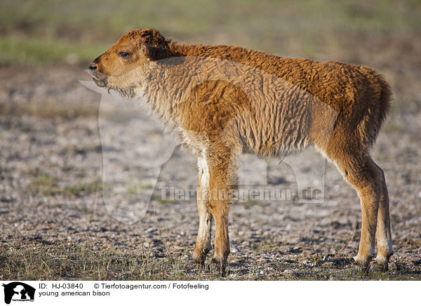 junger Amerikanischer Bison / young american bison / HJ-03840