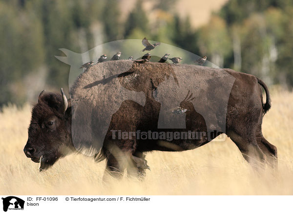 bison / FF-01096