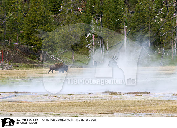 american bison / MBS-07825
