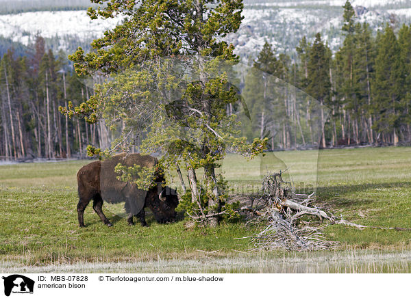 american bison / MBS-07828