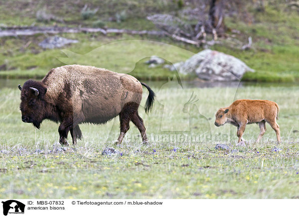 Amerikanische Bisons / american bisons / MBS-07832