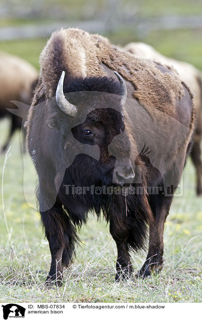 american bison / MBS-07834